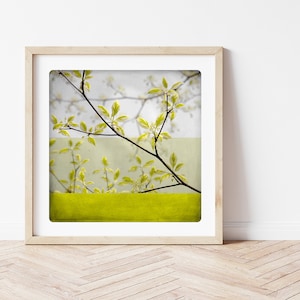 Botanical art print Yellow spring branches photography Living room wall art BEN BRANCHE image 1
