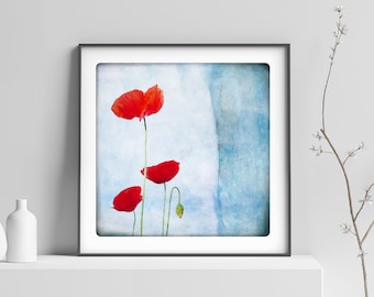 Poppy photography Fine Art Print Red Flowers Botanical Country Spring watercolor painting aqua blue home living bright office decor TRIO