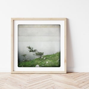 Fotografia naturalistica albero in vento e nebbia Cantabria paesaggio San Roque de Riomiera Spagna Fine Art Print BONSAI