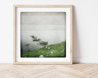 Nature  photography tree in Wind & Fog  Cantabria landscape San Roque de Riomiera Spain Fine Art Print BONSAI