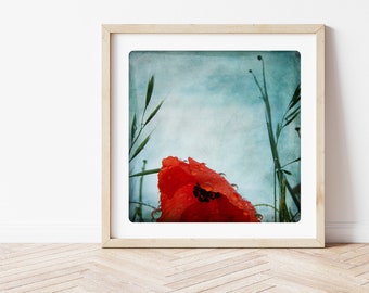 Fine Art Print Poppy Flower Rain  Nature photography  Country Botanical  Wall Art decoration Red Green Aqua Blue baby bedroom SOUS LA PLUIE