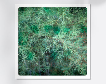 Macro Photography Textures in nature  with painted details Fine Art Print Vegetal  VET