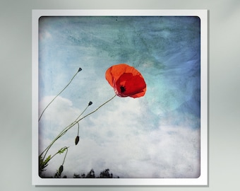 Fotografie Kunstdruck Mohnblume Fine Art Print frisch botanische Wildblumen Blumen rot aqua blau Hoffnung Liebe Einweihungsparty Geschenk COQUELICOT