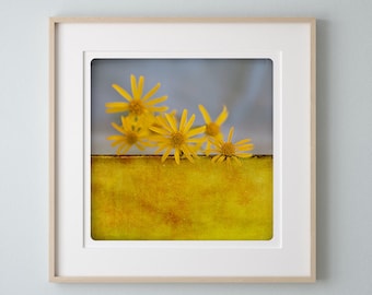 Gold yellow dandelion flowers photography Botanical fine art print Wall decoration   Pole Oeuf
