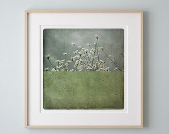 Photographie botanique Fleurs blanche Peinture vert sauge Impression d'art Decoration vegetale POLE AMANDE