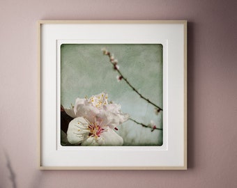 apricot flower photography abstract modern wall art Botanical Print   Spring bright stilllife nature art Living Room wall art ABRICOTIER