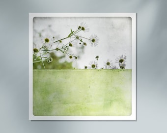 Paquerettes Photographie de fleurs Impression numerique Peinture vert pastel Decoration maison Nature Ete POLE VERT TENDRE