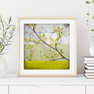 Botanical art print Yellow spring branches photography Living room wall art BEN BRANCHE image 6