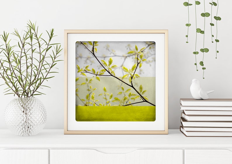 Botanical art print Yellow spring branches photography Living room wall art BEN BRANCHE image 6