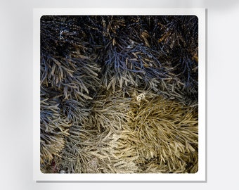 Seaweed Photography Textures in nature  with painted details Fine Art Print Vegetal   ALG