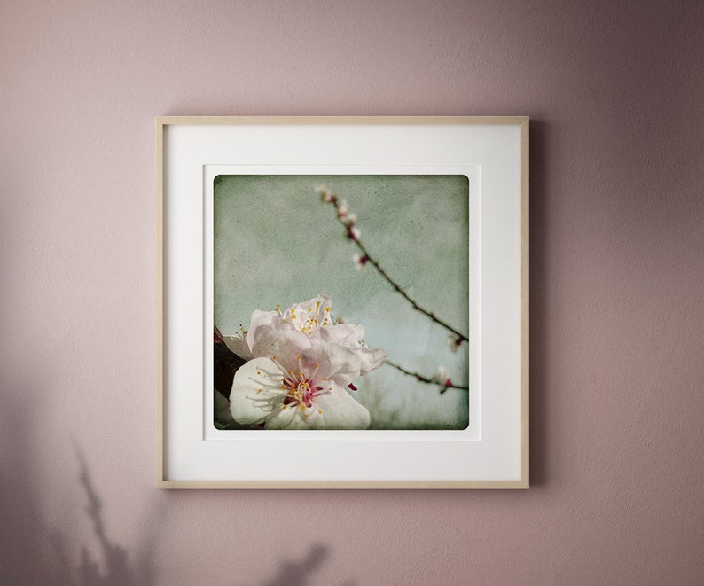 apricot flower photography abstract modern wall art Botanical Print Spring bright stilllife nature art Living Room wall art ABRICOTIER image 1