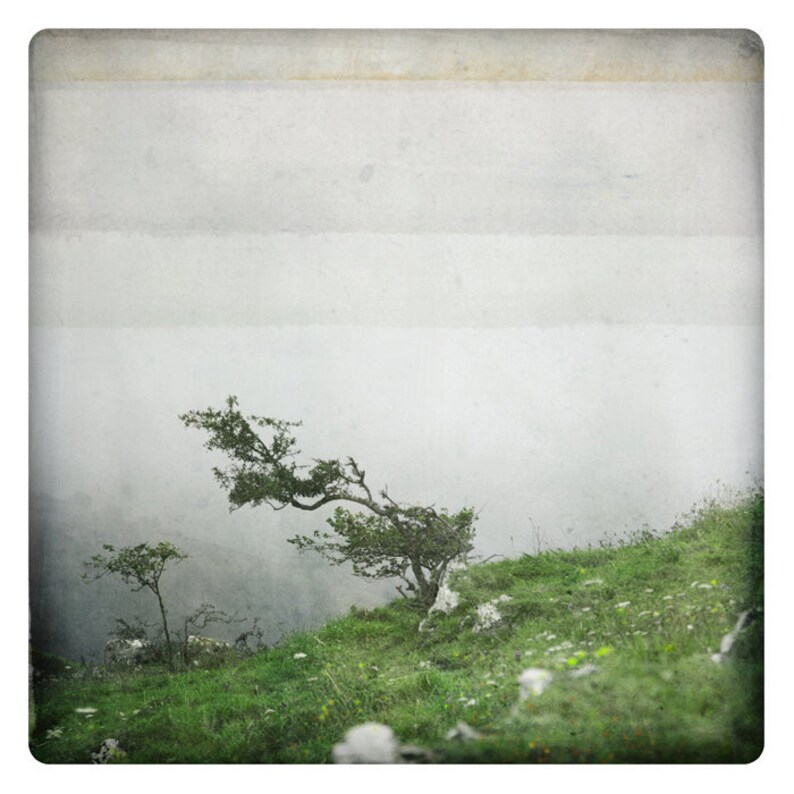 Nature photography tree in Wind & Fog Cantabria landscape San Roque de Riomiera Spain Fine Art Print BONSAI image 2