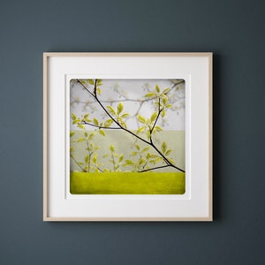 Botanical art print Yellow spring branches photography Living room wall art BEN BRANCHE image 5