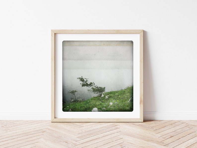 Nature photography tree in Wind & Fog Cantabria landscape San Roque de Riomiera Spain Fine Art Print BONSAI image 1