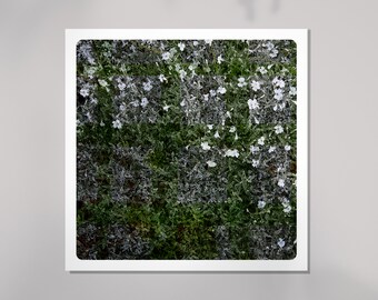 Natur Fotografie Botanische Textur Gras und Blumen Fine Art Print Vegetal FLO