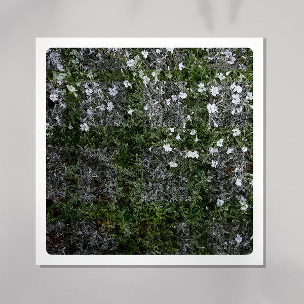 Nature Photography Botanical texture Grass and flowers Fine Art Print Vegetal FLO