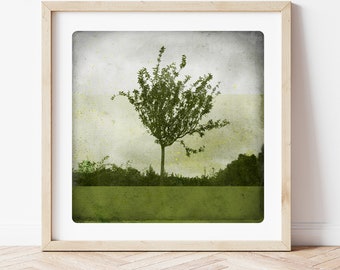 Impression numerique art photographie Arbre Pommier printemps Normandie Poster vert BEN VERDURE