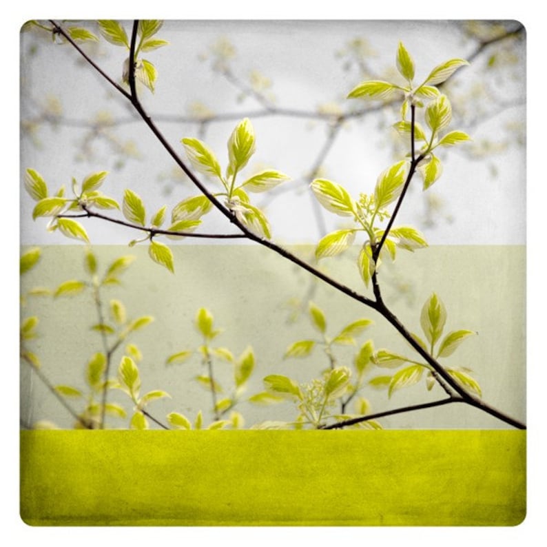 Botanical art print Yellow spring branches photography Living room wall art BEN BRANCHE image 2