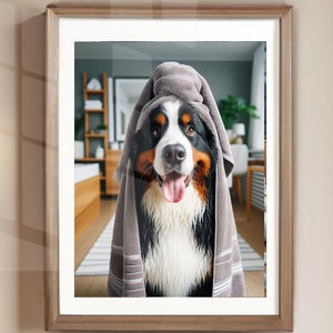 May include: A Bernese Mountain Dog with a wet, black and white coat is wrapped in a gray towel. The dog is looking directly at the camera with its tongue sticking out. The dog is in a bathroom setting with a wooden floor and a white rug.