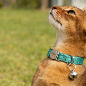 May include: A brown cat wearing a teal and gray collar with a silver bell. The collar has a silver tag with the name "Nala" and a phone number. The cat is looking upwards with a green grassy background.