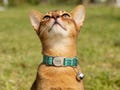 Personalized Breakaway Cat Collar, Custom Name Engraved Cats Collar with Bell, Adjustable & Reflective Kitten Collar, Quick Release Buckle product logo