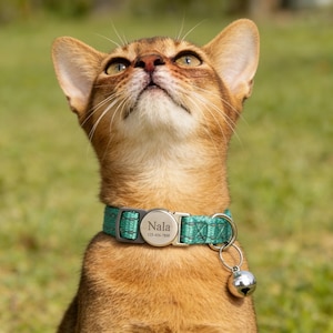 Pode incluir: Um gato marrom com uma coleira verde-azulado e uma campainha prateada. A coleira tem uma etiqueta prateada com o nome "Nala" e um número de telefone. O gato está olhando para cima com os olhos abertos.