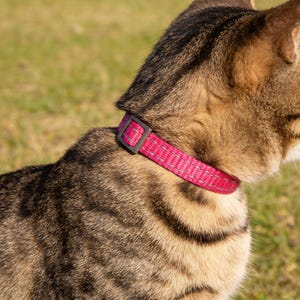 May include: A pink cat collar with a gray buckle is fastened around a tabby cat's neck. The collar has a reflective stripe for visibility. The cat is outdoors on a sunny day, with green grass in the background.