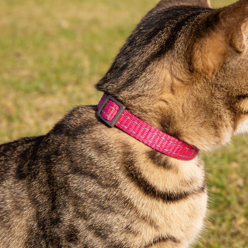 May include: A pink cat collar with a gray buckle is fastened around a tabby cat's neck. The collar has a reflective stripe for visibility. The cat is outdoors on a sunny day, with green grass in the background.