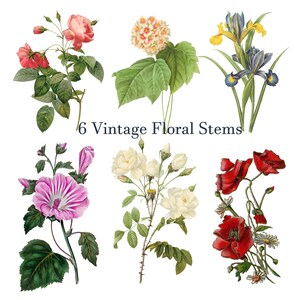 May include: An illustration of six vintage floral stems. The stems include roses, irises, and poppies in various colors, such as red, pink, white, and yellow. The text "6 Vintage Floral Stems" is displayed in the center of the image.