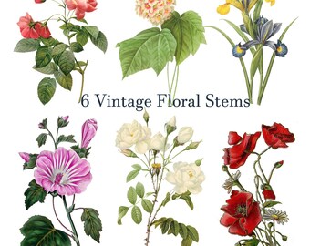 May include: An illustration of six vintage floral stems. The stems include roses, irises, and poppies in various colors, such as red, pink, white, and yellow. The text "6 Vintage Floral Stems" is displayed in the center of the image.