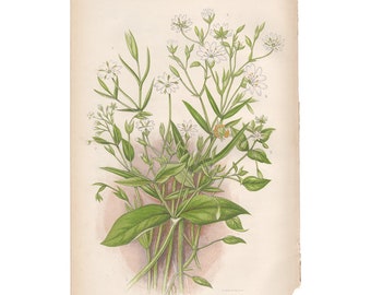 chromolithograph Pl 187 Sorrel Anne Pratt antique 1st edition 1860 vintage botanical print