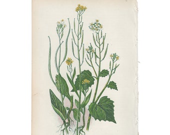 chromolithograph Pl 187 Sorrel Anne Pratt antique 1st edition 1860 vintage botanical print