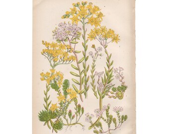 chromolithograph Pl 187 Sorrel Anne Pratt antique 1st edition 1860 vintage botanical print
