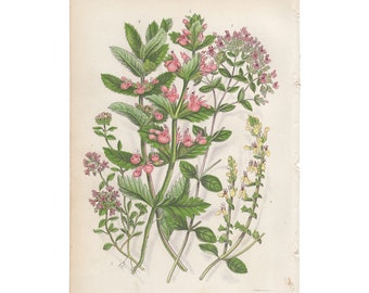 chromolithograph Pl 187 Sorrel Anne Pratt antique 1st edition 1860 vintage botanical print