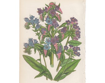 chromolithograph Pl 187 Sorrel Anne Pratt antique 1st edition 1860 vintage botanical print