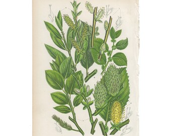 chromolithograph Pl 187 Sorrel Anne Pratt antique 1st edition 1860 vintage botanical print