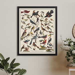 Songbirds framed 16x20 vintage-style bird identification chart, colorful ornithology scientific poster with frame in black, white, or wood