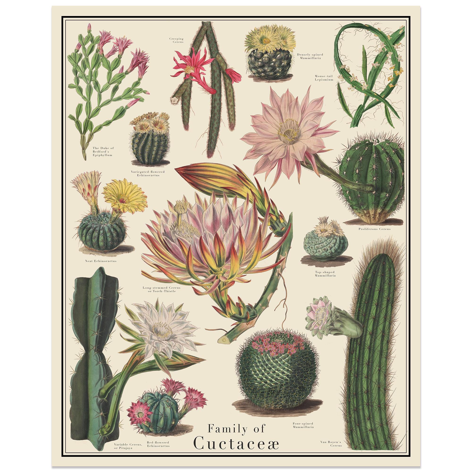 cactus brush Diane Detangler Brush-Cactus