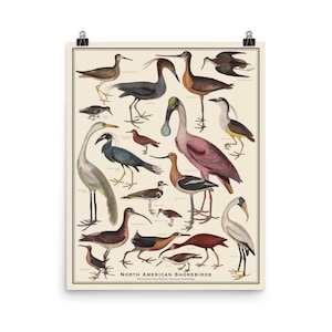 North American Shorebirds No. 2  vintage-style 16x20 bird identification chart, colorful ornithology scientific poster, matte print