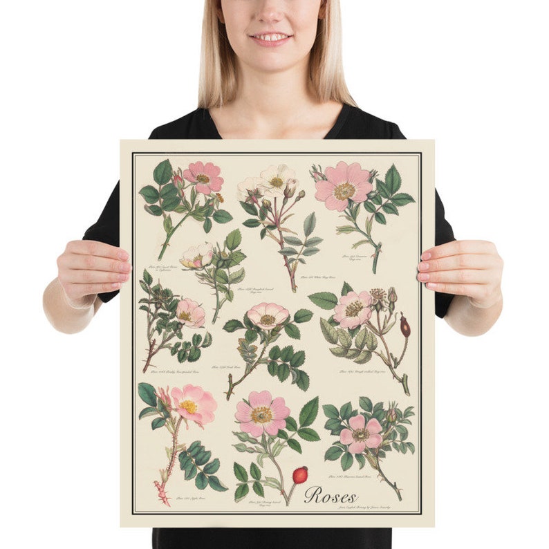 May include: A vintage botanical illustration poster featuring various types of roses. The poster has a cream background with detailed drawings of pink roses with green leaves and stems. The title "Roses" is printed at the bottom of the poster.