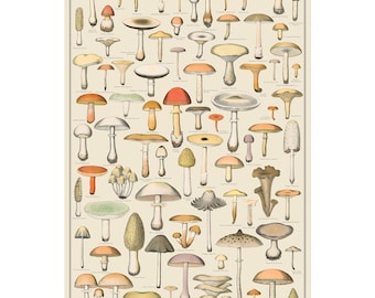 Edible Mushrooms Two 24x36 Identification Print, Fungi Vintage Style Poster, botanical print, Science Art, botany chartTaxonomy Science Art