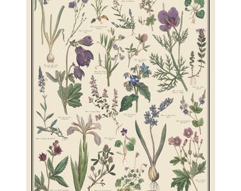 Vintage-style Floral Poster with blue and violet flowers, Unframed 11"x14", 16"x20", or 24"x36", scientific taxonomy chart