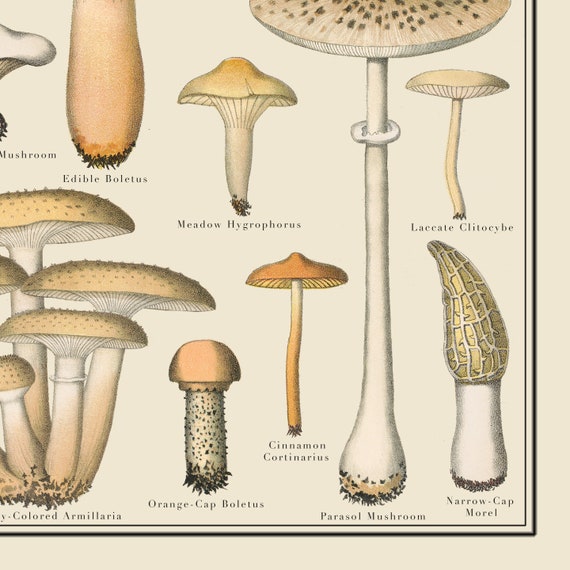Toadstool Classification Chart Mycology Mushroom & Fungus Identification Chart Poster - Science ...