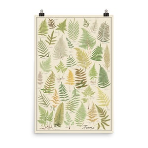 Varens antieke stijl botanische grafiek poster, groene planten door Lowe, niet-ingelijste 24 "x 36" plantkunde bloem printTaxonomy Science Art