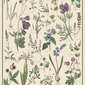 Fleur Antique-style Botanical Chart Poster, Blue and Violet Flowers by ...