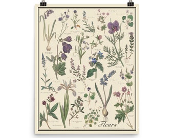 Fleur Antique-Style Botanical Chart Poster, Blue and Violet Flowers by Sowerby, Unframed 16"x20" printTaxonomy Science Art