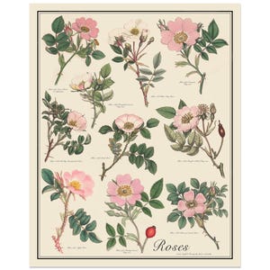 Roses Antique-Style Botanical Chart Poster, Pink Flowers by Sowerby, Unframed 16"x20" printTaxonomy Science Art image 1