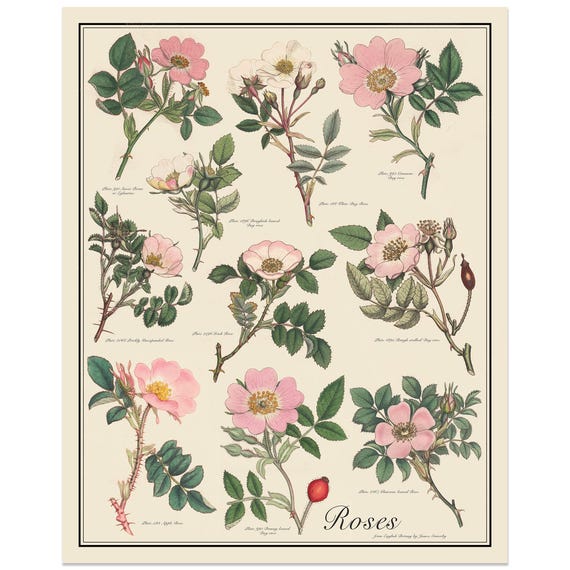 Roses Antique-Style Botanical Chart Poster, Pink Flowers by Sowerby, Unframed 16"x20" printTaxonomy Science Art