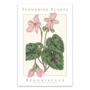 Begoniaceae Family Flowering Plants: Particoloured Begonia museum quality matte poster, botanical print