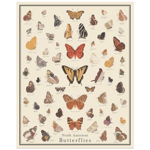 North American Butterflies Antique-Style Poster, Butterfly Identification Chart, Taxonomy Science Art, Unframed 11x14, 16x20, or 24x36 print